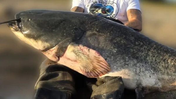 Angler fängt riesigen Wels – und bricht Rekord