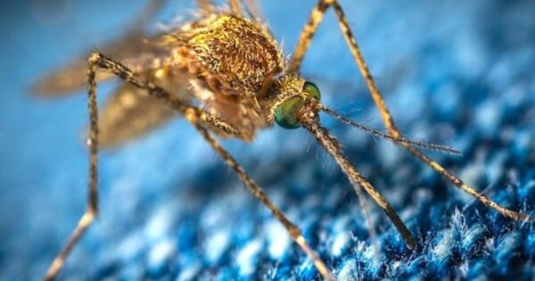 Mosquito-brained: Congressman wannabe claimed insects are ‘sentient’ * WorldNetDaily * by Bob Unruh