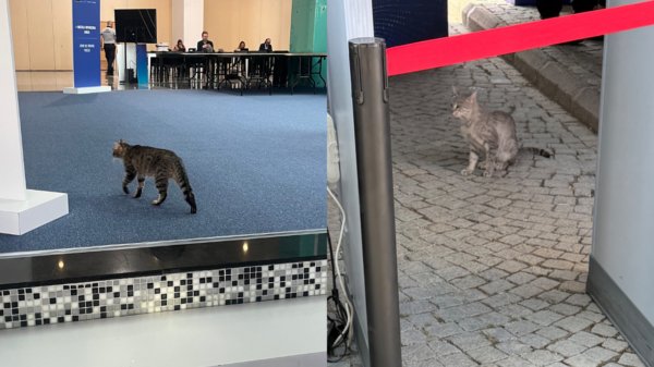 Güvenliği tanımadıla