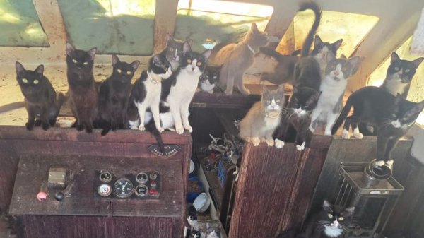 Tierdrama auf dem Wasser: 60 Katzen auf verlassenem Segelboot entdeckt